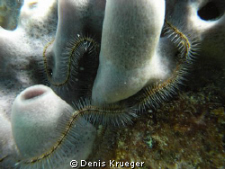 Brittle star on The Wreck of the Sapona South Bimini by Denis Krueger 